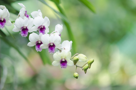 orchid flowerの写真素材