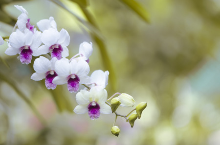 orchid flowerの写真素材
