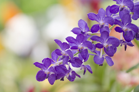 orchid flowerの写真素材