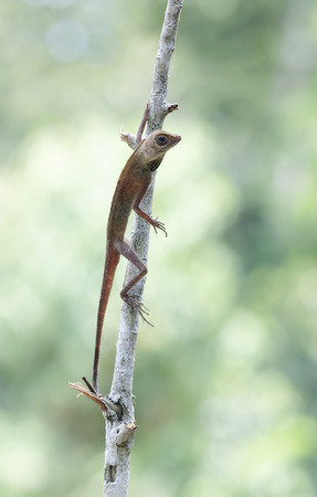 relaxingの写真素材