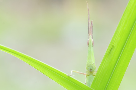 helloの写真素材