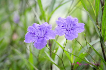 purple flowerの写真素材