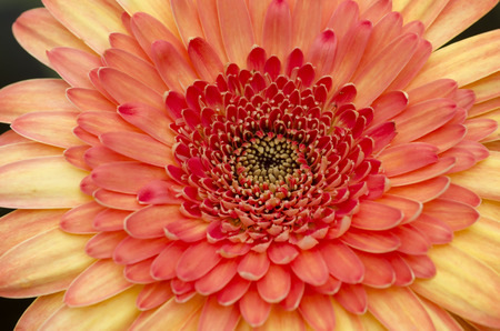 flower petalの写真素材