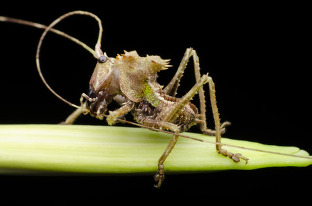 dragon headed katydid nymph found in malaysia.