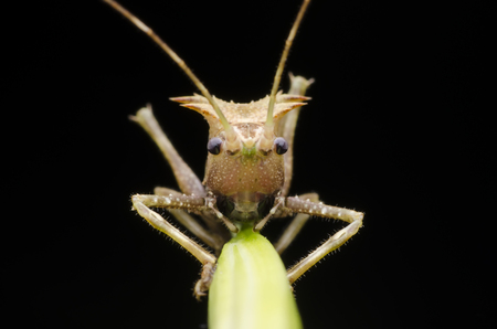 Closeup dragon headed katydid nymph found in Malaysia.