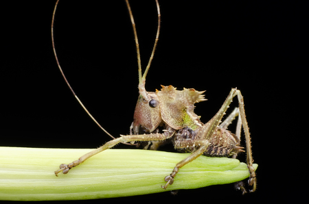 dragon headed katydid nymph found in malaysia.の写真素材