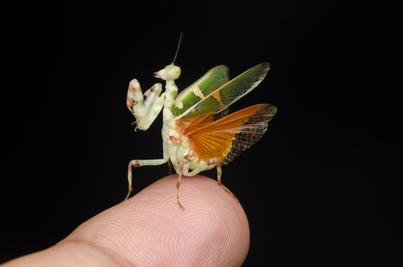 flower mantis male on tip of finger. Theopropus elegans. praying mantis. isolated on black background.の写真素材
