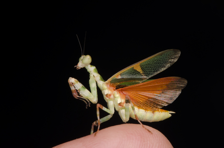 flower mantis male on tip of finger. Theopropus elegans. praying mantis. isolated on black background.の写真素材