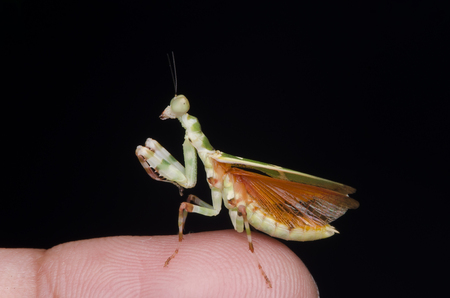 flower mantis male on tip of finger. Theopropus elegans. praying mantis. isolated on black background.の写真素材