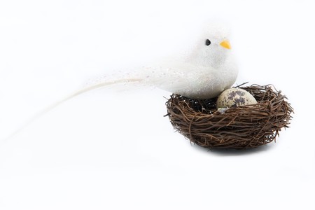 white bird are broodの写真素材