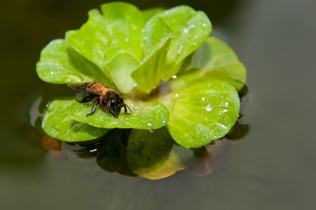 Salvania and a bee の写真素材