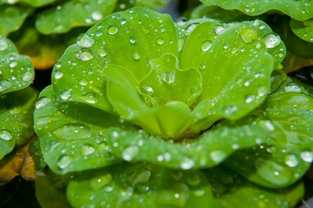 Salvania and morning dews の写真素材