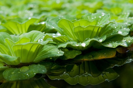 Floating salvinia in pond and the shadow の写真素材