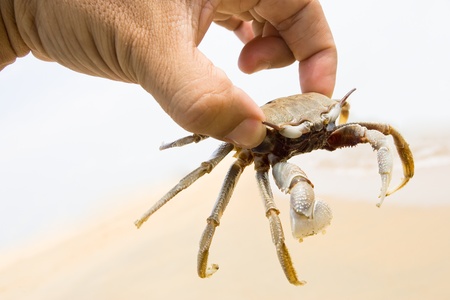 Hanging crab on hand の写真素材