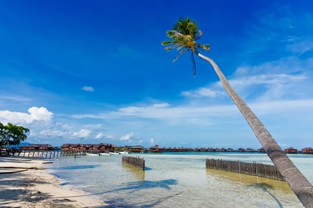 Palms trees on the beach during bright dayの写真素材