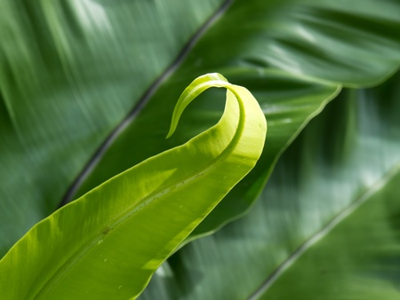 Green fernの写真素材