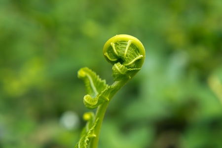Exotic tropical ferns with shallow depth of field (dof)の写真素材