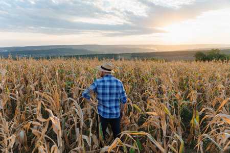 Back view. A farmer standing in his cornfield at sunset watching his crop