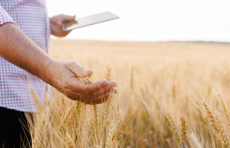 Close-up of an adult mans hands in an agricultural field, skillfully sowing seeds of barley, symbolizing the hard work and dedication of a proud farmer.の写真素材