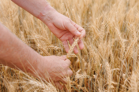 Close-up of an adult mans hands in an agricultural field, skillfully sowing seeds of barley, symbolizing the hard work and dedication of a proud farmer.の写真素材
