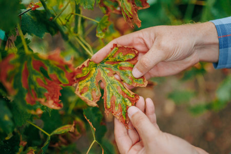Crop man checking dry leaves of vine in countrysideの写真素材