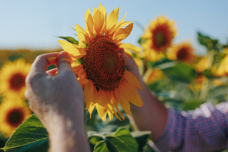 Closeup hands touching sunflower plantation. Farmer examining seeds quality in evening sunlight. Unknown man agronomist inspecting yellow monoculture harvest working on field. Organic farmingの写真素材