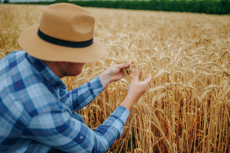 Anonymous male farmer checking wheat spikelets in fieldの写真素材