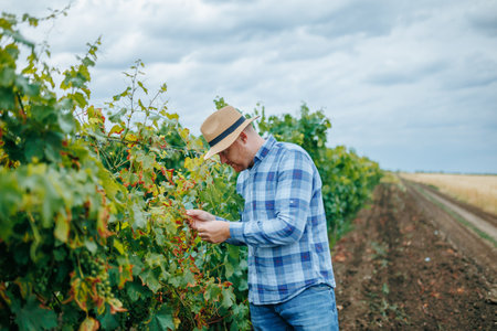 Focused male farmer examining sick leaves on vines in countrysideの写真素材