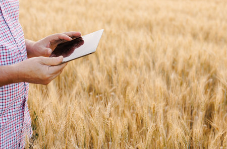 Close-up of an adult mans hands in an agricultural field, skillfully sowing seeds of barley,...