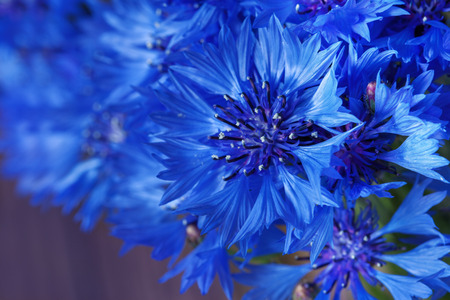 Close up of beautiful blue flower of cornflowerの写真素材