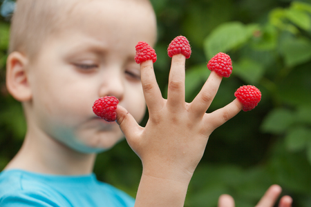 Child's hand with raspberry on fingers n summerd ay.の写真素材