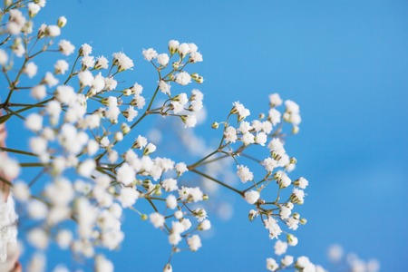 Gypsophila paniculata, light, airy masses of small white flowers.の写真素材