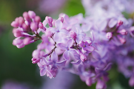 view of flowering lilac with a shallow depth of fieldの写真素材