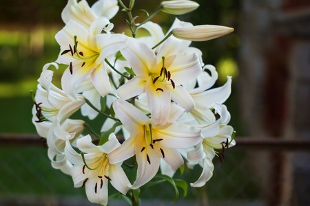 Lily flower close up in a garden, nature backgroundの写真素材