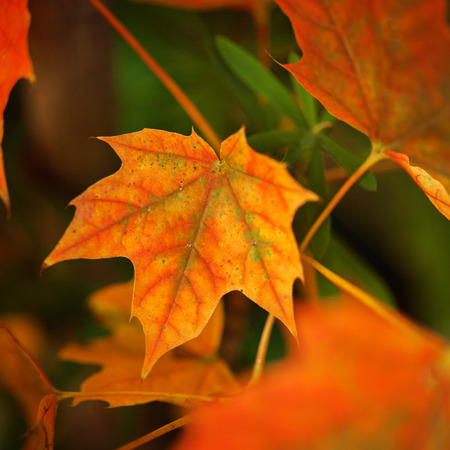 Autumn leave.  Abstract autumnal background with colorful leaves.