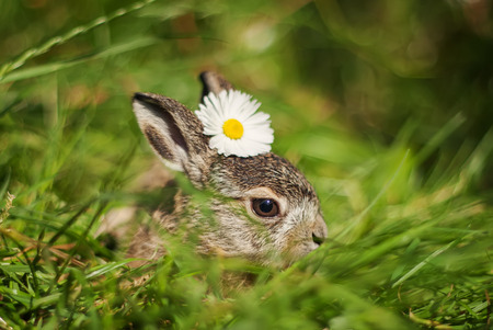 little rabbit on green grass background with flowerの写真素材