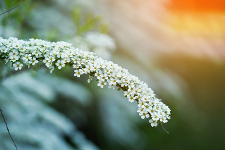 bush of small white florets. Branchsmall flowersの写真素材