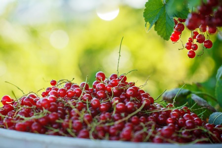 Ripe red currant in a bucket on nature background