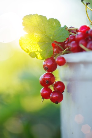 Red currant ripe fruit on plant branch on nature backgroundの写真素材