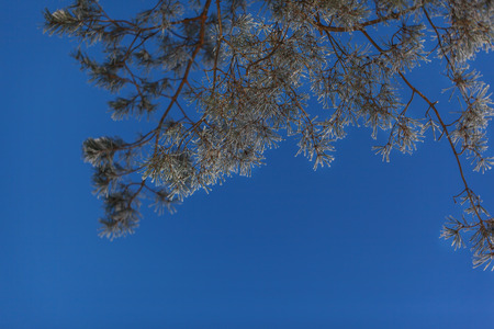 pine branches under snow highly in the sky in the frosty winter afternoonの写真素材