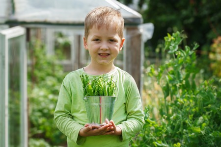 Handsome little boy holding green Peas in gardenの写真素材