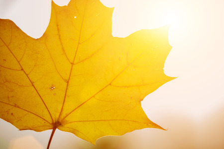 One lone autumn yellow leaf with sunlight.の写真素材