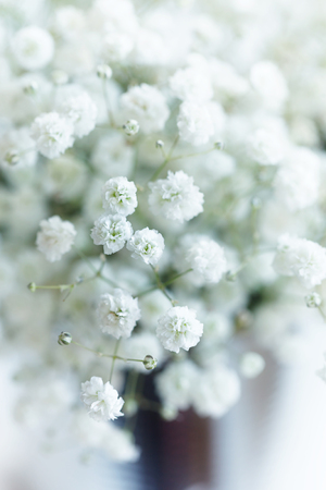 Small  White Flowers Gypsophila paniculata blurred, selective focusの写真素材