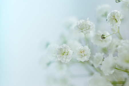 Small  White Flowers Gypsophila paniculata blurred, selective focusの写真素材