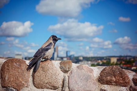 Black crow is standing on the stone summer day. Look at the town.