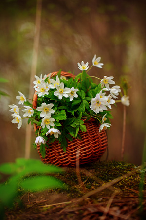 White first spring flowers in a wicker basket in a forest.の写真素材