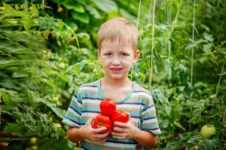 Young  boy picking red tomatoes in gardenの写真素材