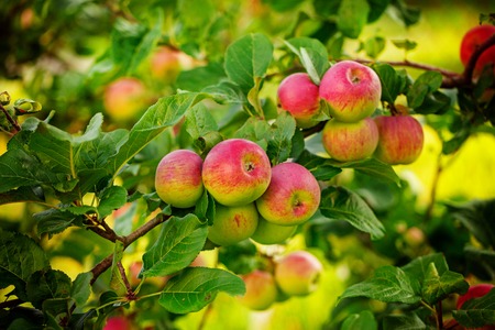 Red apple growing on tree in the garden full