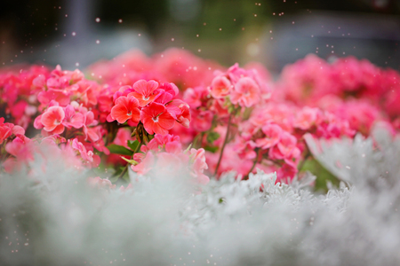 Beautiful bed with pink flowers of the Geranium Pelargonium . Natural Background.Selective focus. Soft focus.の写真素材