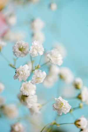 White little flowers gypsophila on blue Background.の写真素材
